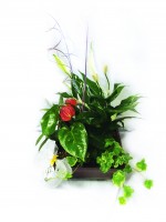 Fleurs | Plante varies CI-255 | Boutique en ligne | Roy et Gigure
