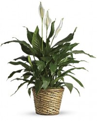 Fleurs | Plante Lys de paix C-575 | Boutique en ligne | Roy et Gigu�re