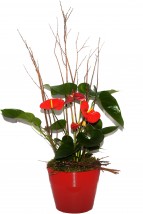 Fleurs | Plante CP-555 | Boutique en ligne | Roy et Giguère